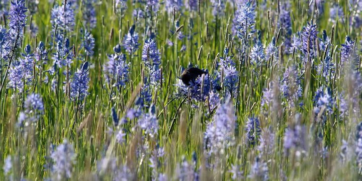 Blackbird perching among blue camas flowers