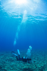 Fototapeta premium The Diver