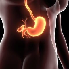 Female anatomy  digestive system 