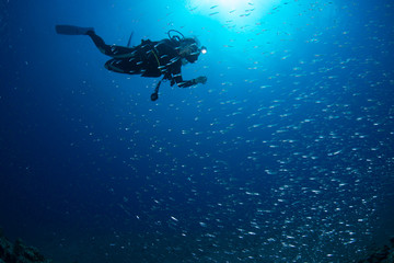 Fototapeta na wymiar Juvenile sardine and Bubbles