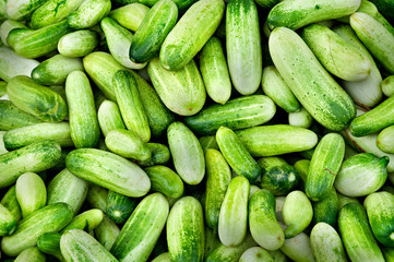 Fresh cucumber