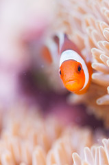 Common Clownfish