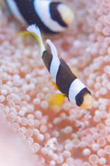 Anemonefish