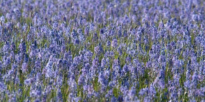 Frame-filling meadow of breeze-stirred blue camas in bloom