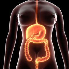 3D Female Digestive System (Lungs, Liver, Large and Small intestine