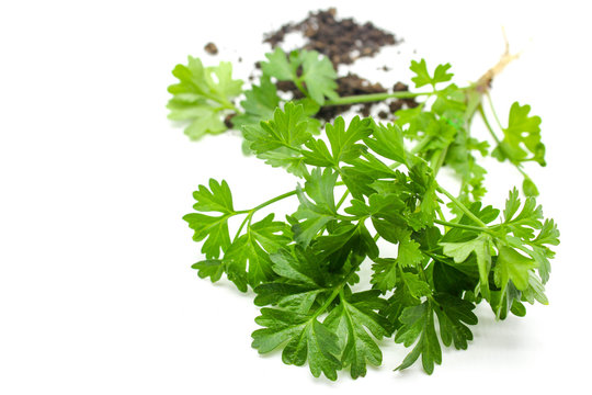 coriander plant out of pot with soil on isolate white background