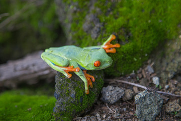 green frog with red eyes from Nicaragua. Agalychnis callidryas
