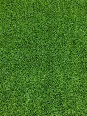 Fototapeta premium Natural green background