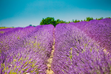 Fototapeta premium Scenic View of Blooming Bright Purple Lavender Flowers Field in 
