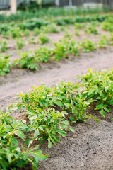 Potatoes Plants Growing In Raised Beds In Vegetable Garden In Su