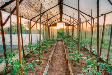 Tomatoes Vegetables Growing In Raised Beds In Vegetable Garden A