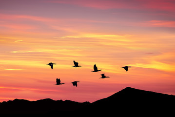 Golden sky on sunset or sunrise with flying birds
