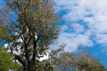 Poplar fluff on a background of the blue sky