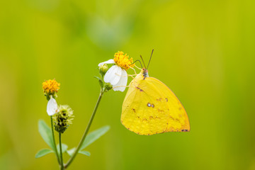 butterfly on flower in the outdoor nature