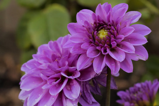 Purple Dahlia Pinnata