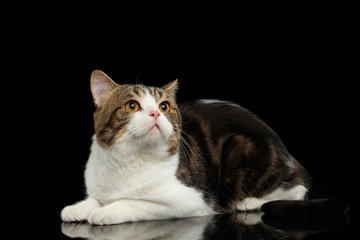 Scottish Straight tabby Cat Lying on Mirror, Isolated Black Background