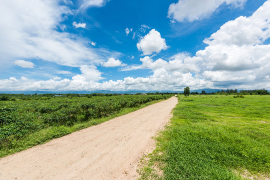 Cassava plantation field with blue sky background