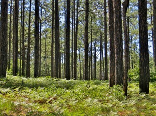 Fototapeta premium Forest of tall pine trees and a bright blue sky