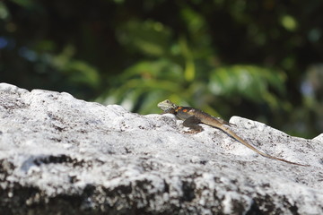 lézard sur un mur