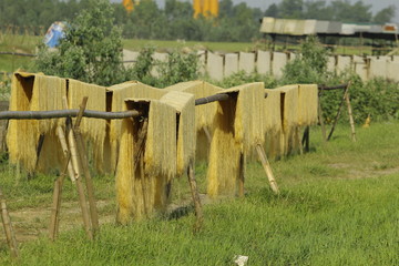 Obraz premium CuDa village - Hanoi - Vietnam - May 11 2014 - Arrowroot vermicelli- a special Vietnamese noodles are being dried on bamboo fences going along the roads of village