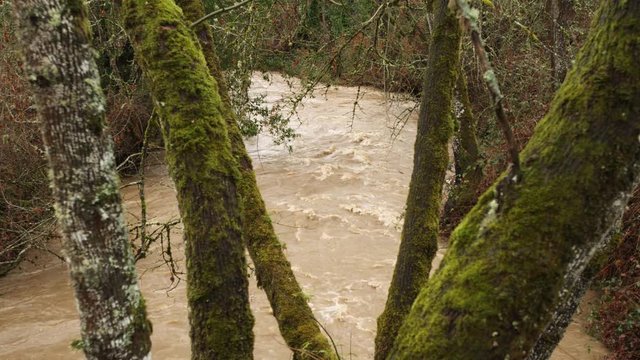 Looking downstream between mossy tree trunks at a flooding creek