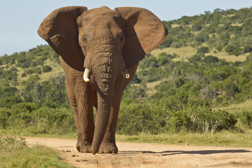 Huge African elephant in the road