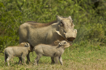 Warthog and young