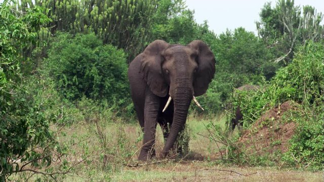 Nervous elephant facing camera in Ugandan woodlands