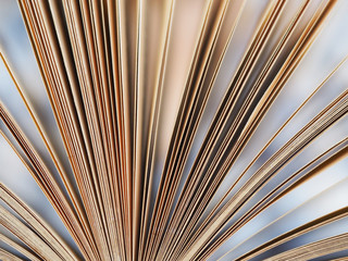 closeup open book page