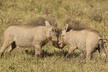 Young warthogs playing