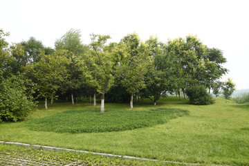 Grass and trees of the park