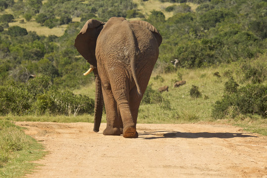 Fototapeta Large African elephant waking away from camera