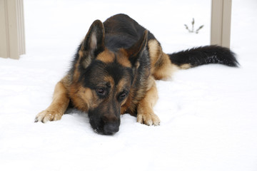German shepherd dog on snow in winter day