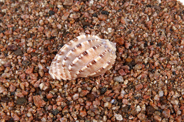 Shells on the seashore