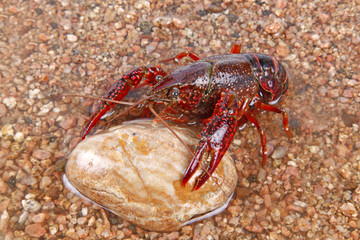 Crawfish