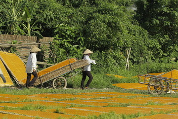 Obraz premium CuDa village - Hanoi - Vietnam - May 11 2014 - Arrowroot vermicelli- a special Vietnamese noodles are being dried on bamboo fences going along the roads of village