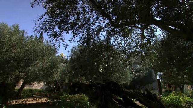 Garden of Gethsemane on Jerusalem's Mount of Olives