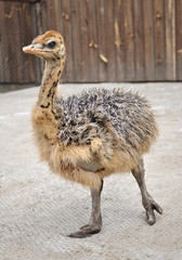 African ostrich chick