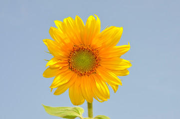 Obraz premium Sunflower