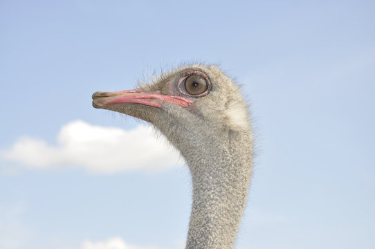 African ostrich. Male head. Profile view.