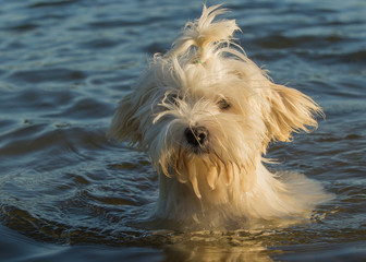 Havaneser Hund schwimmt im See