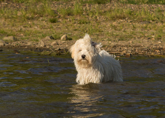 Havaneser Hund schwimmt im See