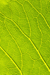 Leaf Texture./ Leaf Texture.