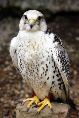 Gerfalke
