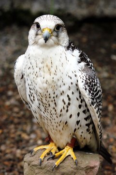 Gerfalke
