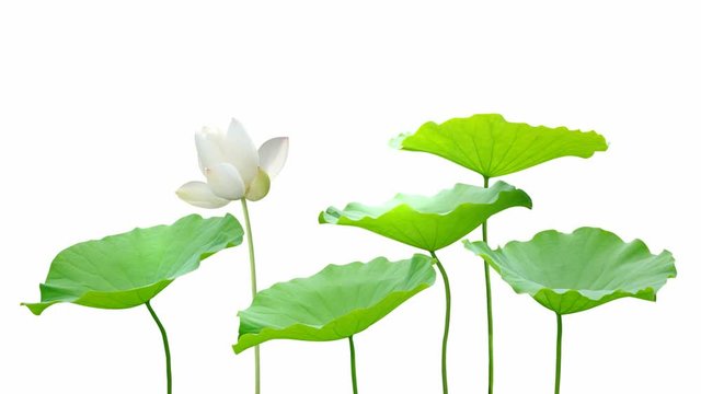 Lotus flower animation Seamless Loop, Alpha channel included