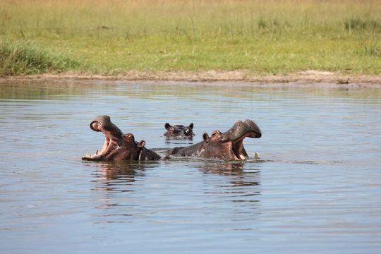 Wild Africa Botswana savannah African Hippo animal mammal