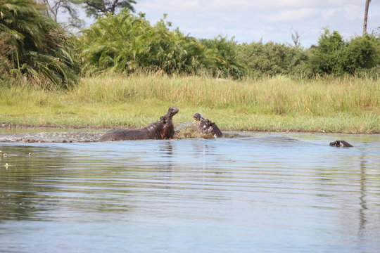 Wild Africa Botswana savannah African Hippo animal mammal
