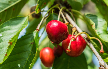 Süßkirsche am Baum