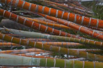 bamboo trees with foliage